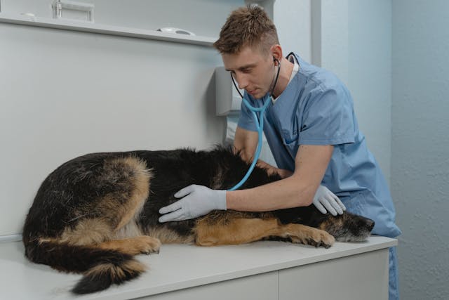 Animal insurance
